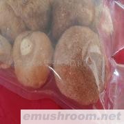 供应秋林里道斯/东北特产/猴头蘑