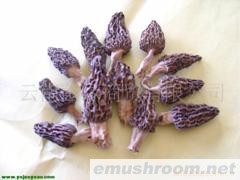 云南野生菌 ManBetX体育 批发/Manbetx体育手机版V17版本发布.官网安卓网.香港