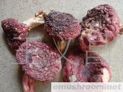 批发供应野生菌红菇（标菇、半开菇、开菇）