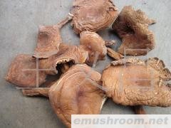 供应野生奶浆菌