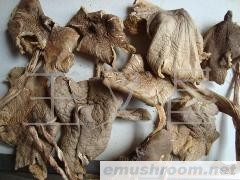 供应野生鸡枞菌