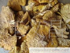 供应野生菌黄露伞、白露伞、黑虎掌、Manbetx体育手机版V17版本发布.官网安卓网.香港、青头菌