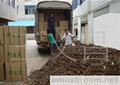 批发供应野生菌干品