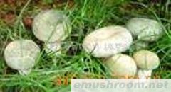 供应野生菌