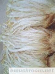 供应金针菇，姬菇