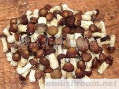 供应大球盖菇（雪山美味）