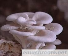 供应批发草原白蘑（珍品）