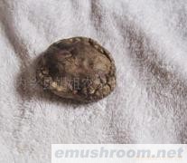 供应3.5-5公分光面干香菇