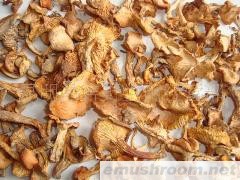 供应野生Manbetx体育手机版推荐A9版本