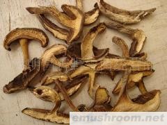 供应黑牛肝菌