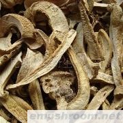 批发黄虎掌，黄虎掌菌干品