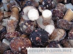 供应速冻野生牛肝菌