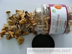 供应干品滑子菇