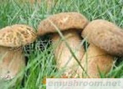 供应野生菌 松茸 牛肝菌 老人头