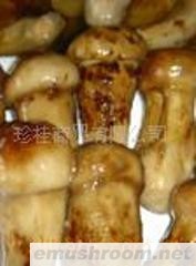 供应野生菌 松茸 牛肝菌 老人头