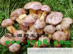 供应野生干菌 鲜菌 盐渍菌 保鲜菌