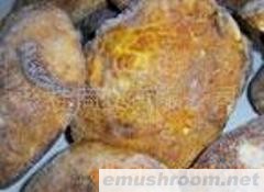 批发供应批发冰冻野生菌 松茸 美味牛肝 块菌