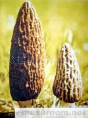 批发供应批发冰冻黄牛肝菌 松茸 美味牛肝 Manbetx体育手机版V17版本发布.官网安卓网.香港