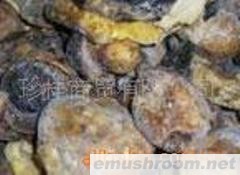 供应冰冻黄牛肝菌 青头菌 美味牛肝 青杠菌 老人头