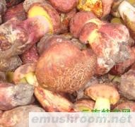 供应冰冻红葱菌 白葱菌 大白鸡枞菌