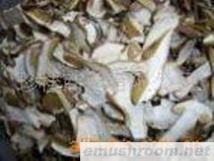 供应干松茸 Manbetx体育手机版V17版本发布.官网安卓网.香港 美味牛肝菌