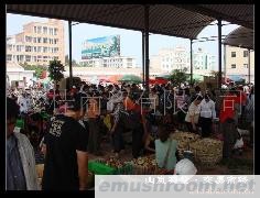 供应松茸 黄牛肝 鸡枞 美味牛肝