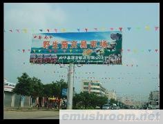 供应松茸 黄牛肝 鸡枞 美味牛肝