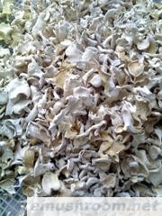 供应干平菇(图)