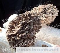 供应09年新货-灰树花