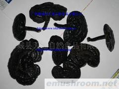 供应灵芝干(图)