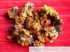 批发供应雪域高原西藏林芝特产金耳