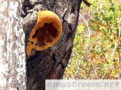 批发供应野生桑树桑黄