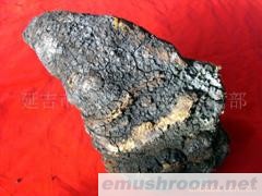 批发供应桦褐孔菌（白桦茸）