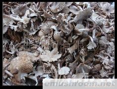 供应松茸 黄牛肝 鸡枞 美味牛肝