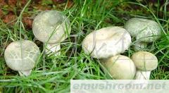 供应云南野生菌--青头菌