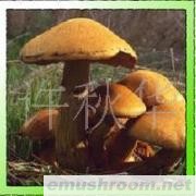 供应云南野生菌--牛肝菌