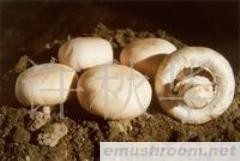 供应云南野生菌--蘑菇