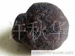 供应云南野生菌--块菌