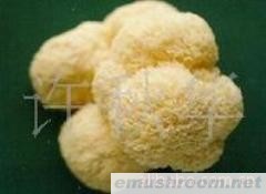 供应云南野生菌--猴头菌