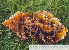 供应云南野生菌--干巴菌