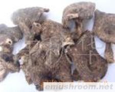 供应云南野生菌--黑虎掌菌