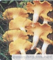 供应云南野生菌--鸡油菌