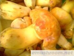 供应云南野生菌--黄牛肝菌