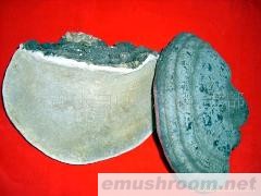 批发供应野生无柄赤芝