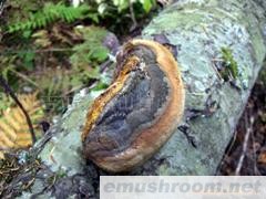 批发供应云杉桑黄