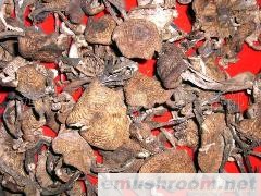 批发供应野生榛蘑