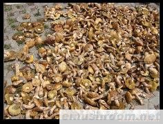 供应干野生菌 黄牛肝 黑牛肝 茶树菇