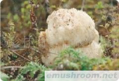 供应野生菌 黄牛肝 黑牛肝 茶树菇