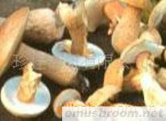 供应野生菌 黄牛肝 黑牛肝 茶树菇