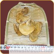 批发供应长白山原生态蘑菇 元蘑 亚侧耳 Manbetx体育手机版V17版本发布.官网安卓网.香港